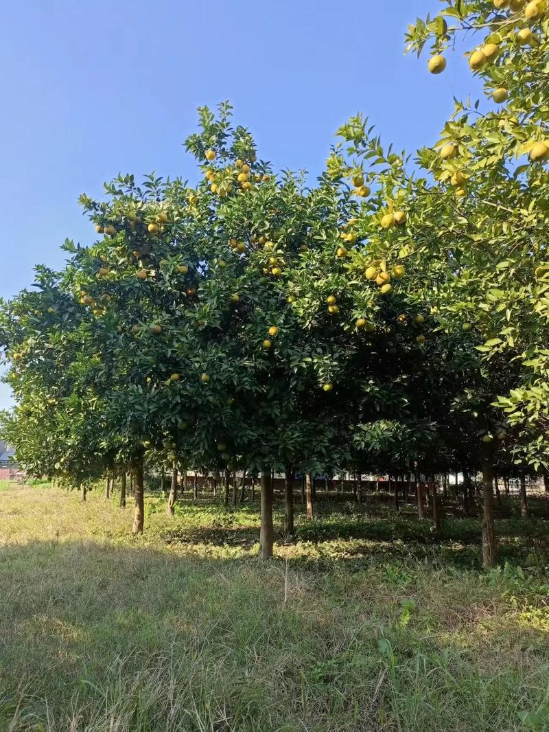 柚子树苗哪个品种好？-第3张图片-宁夏农业信息网