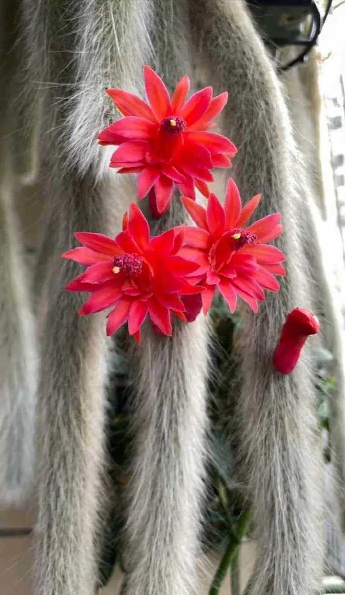 仙人掌开花品种有哪些？-第2张图片-宁夏农业信息网