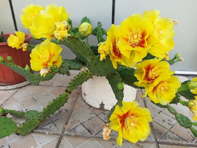 仙人掌开花品种有哪些？-第1张图片-宁夏农业信息网