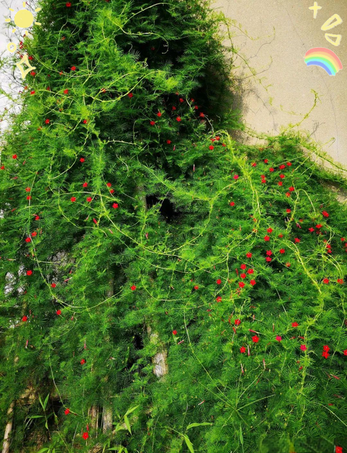 茑萝花有哪些常见品种？-第1张图片-宁夏农业信息网