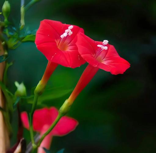 茑萝花有哪些常见品种？-第2张图片-宁夏农业信息网