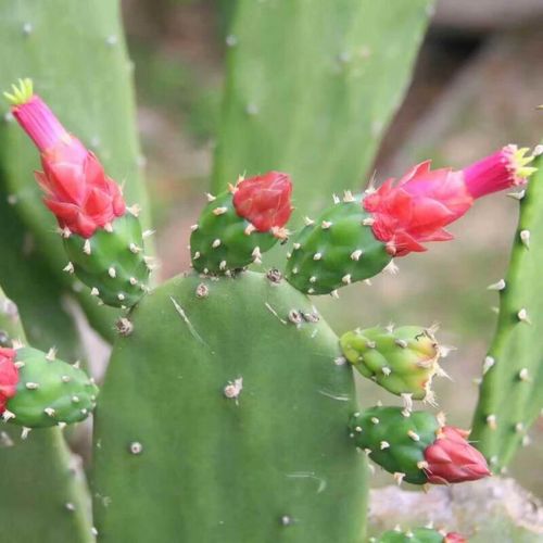 哪些仙人掌品种会开花？-第2张图片-宁夏农业信息网