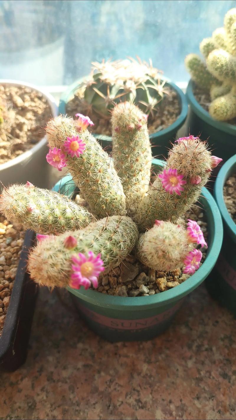 哪些仙人掌品种会开花？-第1张图片-宁夏农业信息网