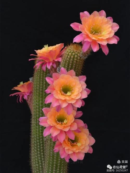 哪些仙人掌品种会开花？-第3张图片-宁夏农业信息网