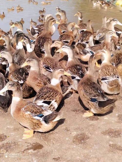 什么品种的鸭子长得最大？-第1张图片-宁夏农业信息网