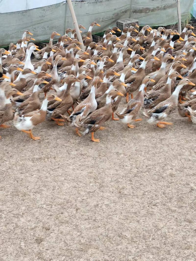 什么品种的鸭子长得最大？-第2张图片-宁夏农业信息网