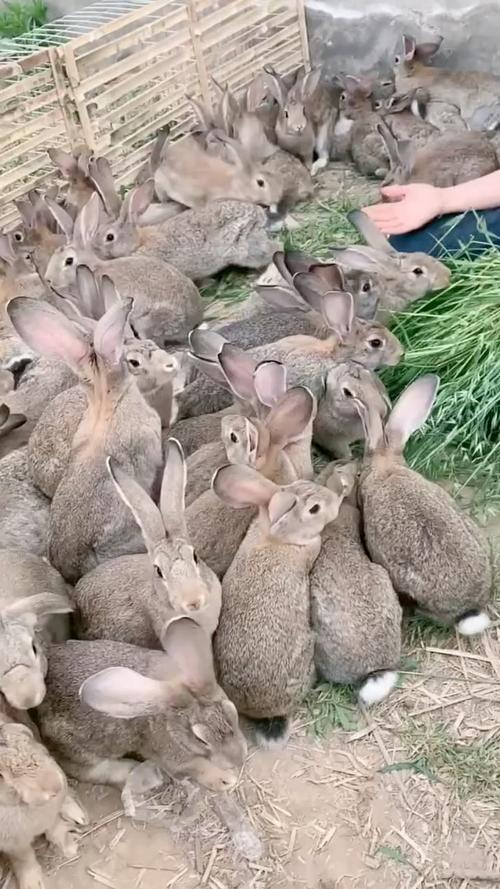 大型肉兔品种有哪些？-第1张图片-宁夏农业信息网