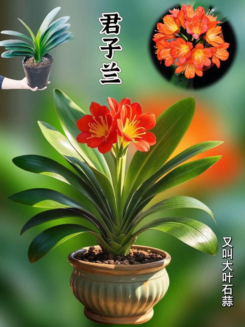 君子兰什么品种最好？-第2张图片-宁夏农业信息网