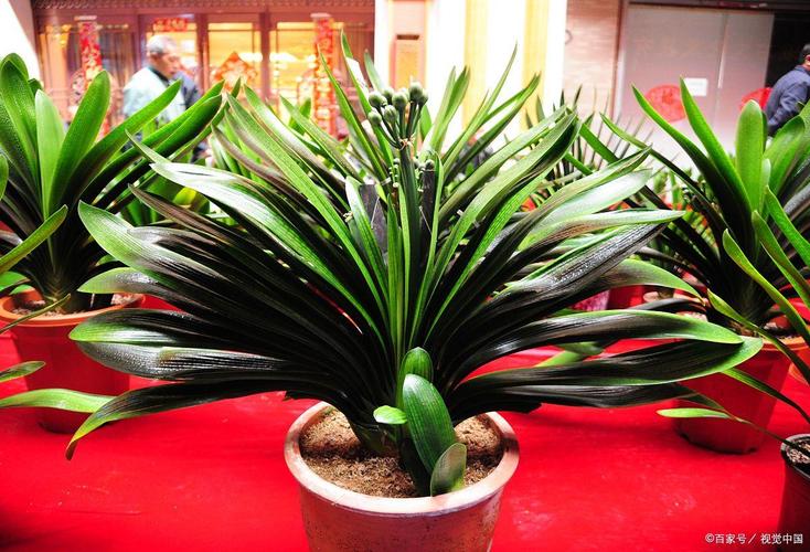 君子兰什么品种最好？-第3张图片-宁夏农业信息网