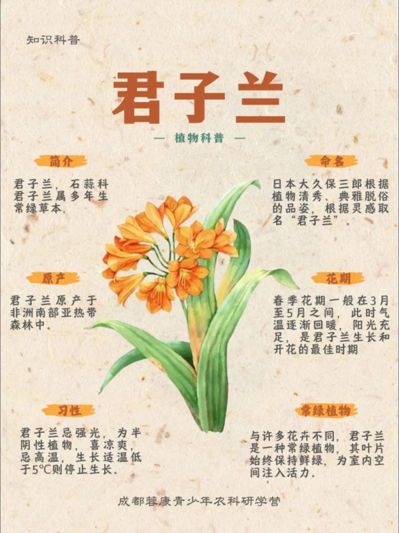 哪些君子兰品种更受欢迎？-第1张图片-宁夏农业信息网