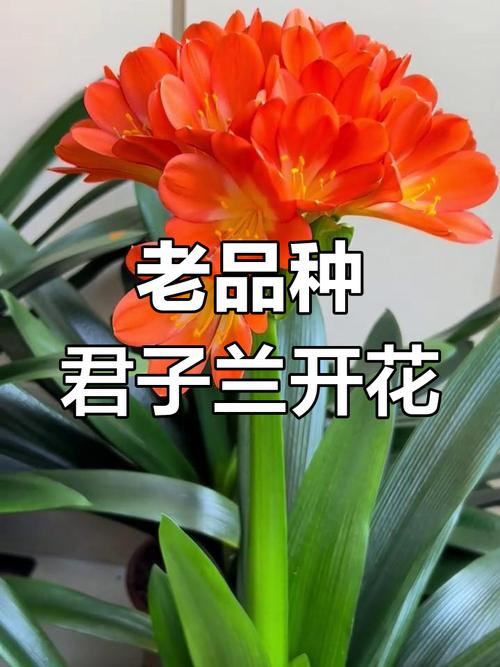 哪些君子兰品种更受欢迎？-第2张图片-宁夏农业信息网