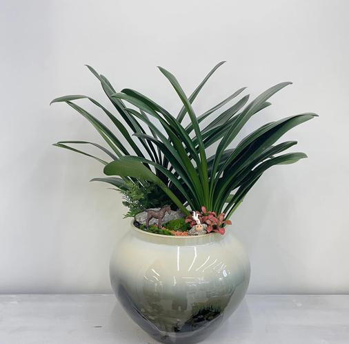 哪些君子兰品种更受欢迎？-第3张图片-宁夏农业信息网