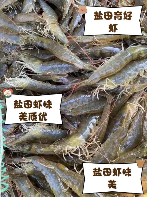 稻田里养的是什么虾？-第1张图片-宁夏农业信息网