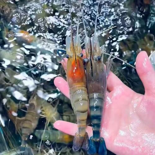 稻田里养的是什么虾？-第2张图片-宁夏农业信息网