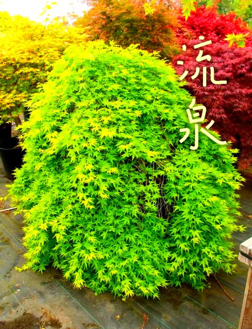 最好看的树品种有哪些-第1张图片-宁夏农业信息网