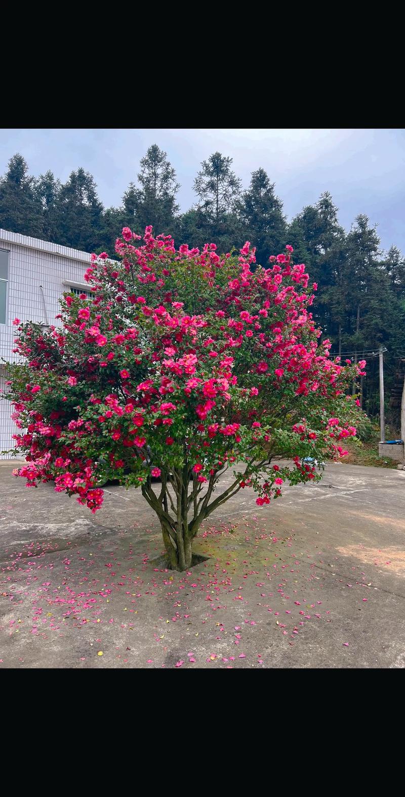 最好看的树品种有哪些-第2张图片-宁夏农业信息网