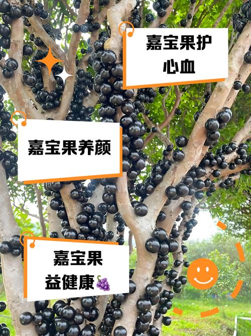 嘉宝果砧木品种怎么选？-第2张图片-宁夏农业信息网