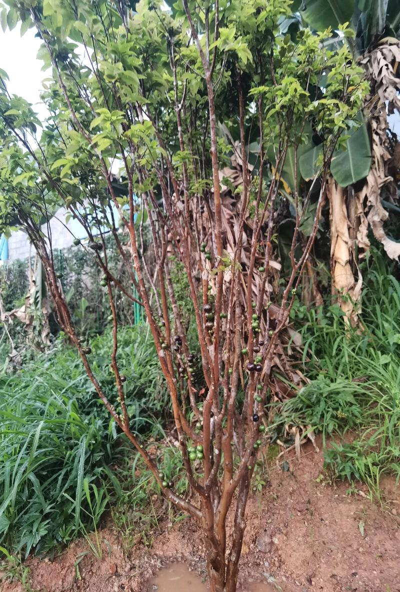 嘉宝果砧木品种怎么选？-第1张图片-宁夏农业信息网