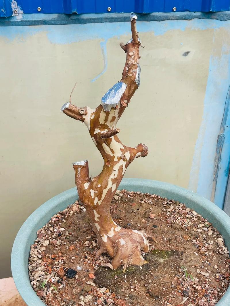 嘉宝果砧木品种怎么选？-第3张图片-宁夏农业信息网