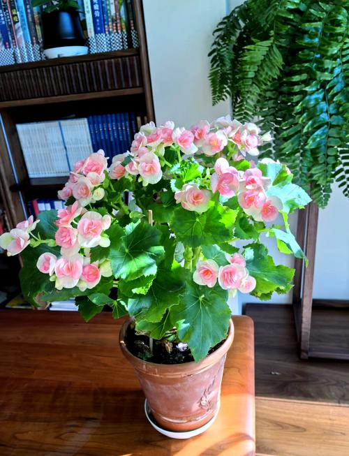 丽格海棠有哪些常见品种？-第1张图片-宁夏农业信息网