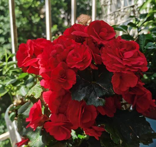 丽格海棠有哪些常见品种？-第3张图片-宁夏农业信息网