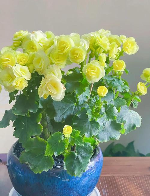 丽格海棠有哪些常见品种？-第2张图片-宁夏农业信息网