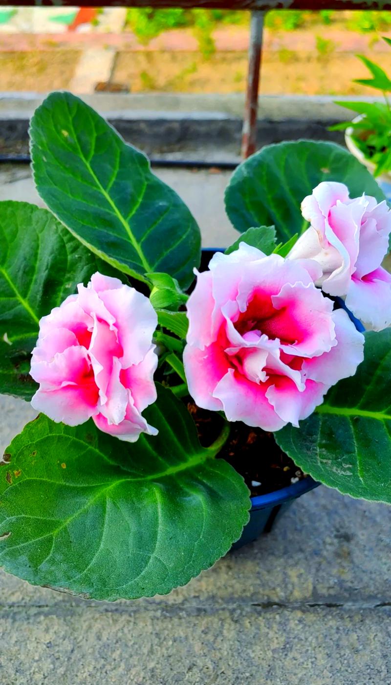 大岩桐花有哪些常见品种？-第1张图片-宁夏农业信息网