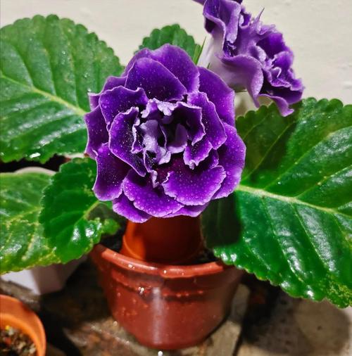 大岩桐花有哪些常见品种？-第3张图片-宁夏农业信息网