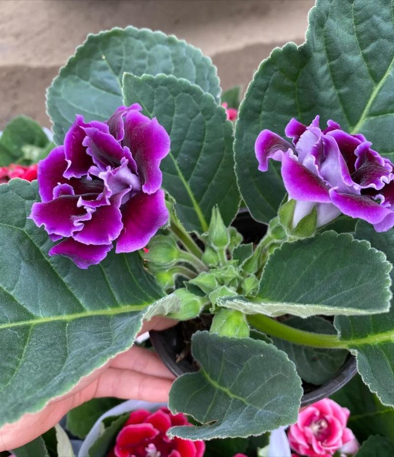 大岩桐花有哪些常见品种？-第2张图片-宁夏农业信息网