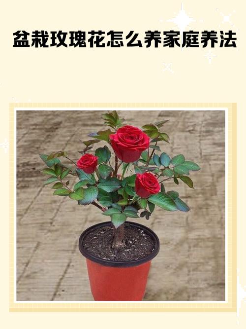 玫瑰花怎么种?方法是什么?-第2张图片-宁夏农业信息网 玫瑰花怎么种?方法是什么?-第2张图片-宁夏农业信息网