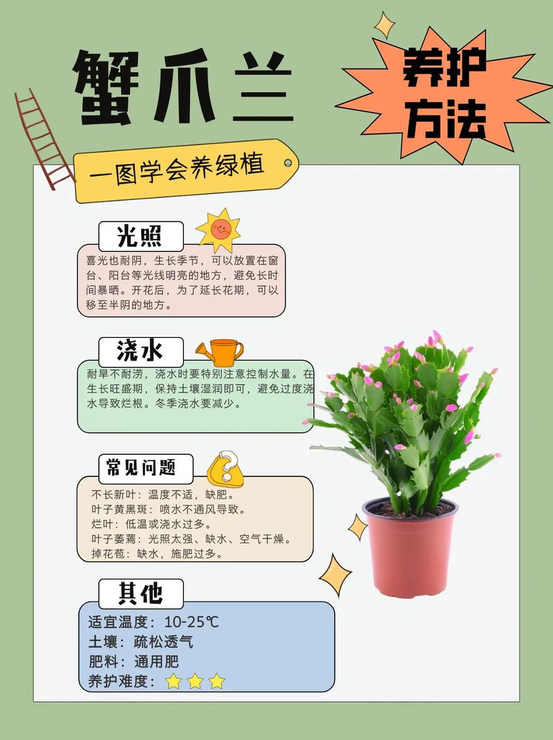 蟹爪兰水培扦插怎么活？-第1张图片-宁夏农业信息网