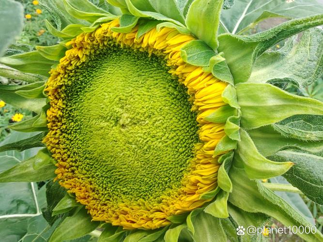 向日葵月光品种有何独特之处？-第1张图片-宁夏农业信息网