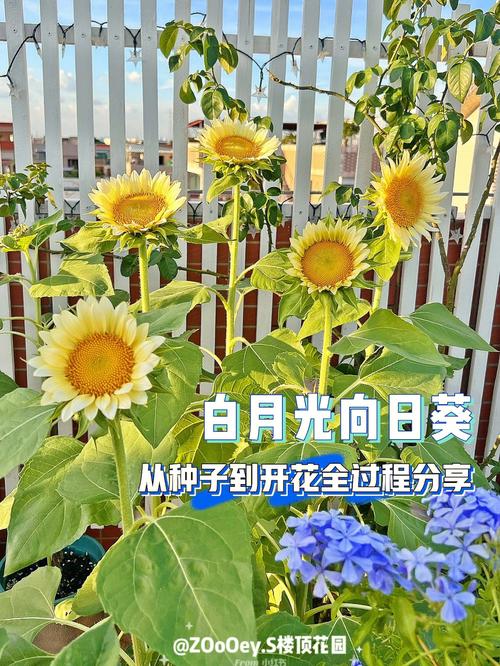 向日葵月光品种有何独特之处？-第2张图片-宁夏农业信息网