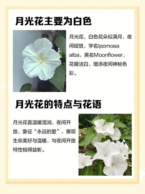 向日葵月光品种有何独特之处？-第3张图片-宁夏农业信息网