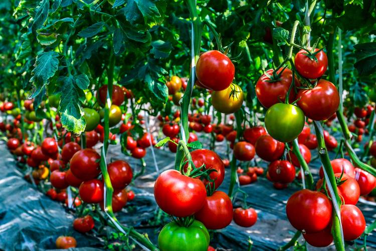 特种水果怎么种？视频教你轻松种！-第1张图片-宁夏农业信息网