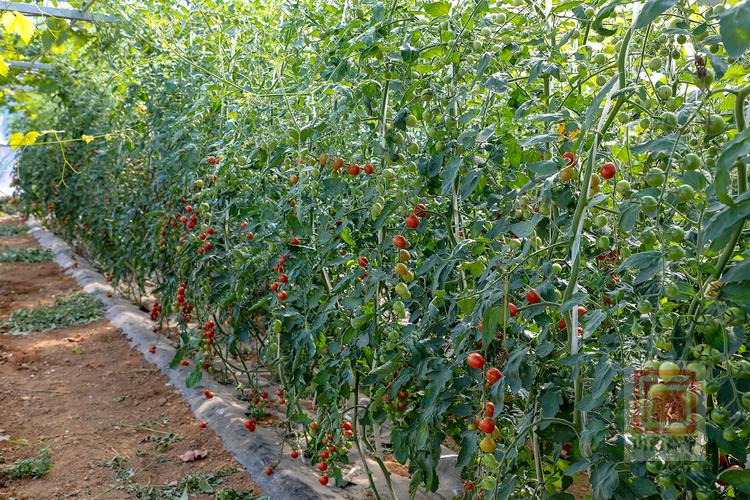 特种水果怎么种？视频教你轻松种！-第2张图片-宁夏农业信息网