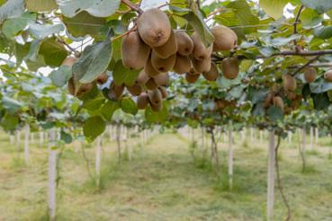 特种水果怎么种？视频教你轻松种！-第3张图片-宁夏农业信息网
