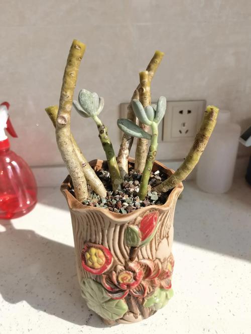 桃美人多肉品种知多少？-第1张图片-宁夏农业信息网