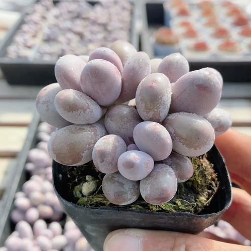 桃美人多肉品种知多少？-第2张图片-宁夏农业信息网