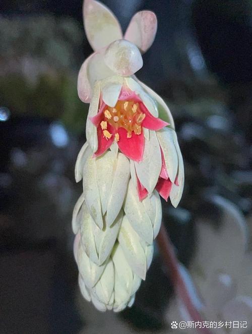 桃美人多肉品种知多少？-第3张图片-宁夏农业信息网