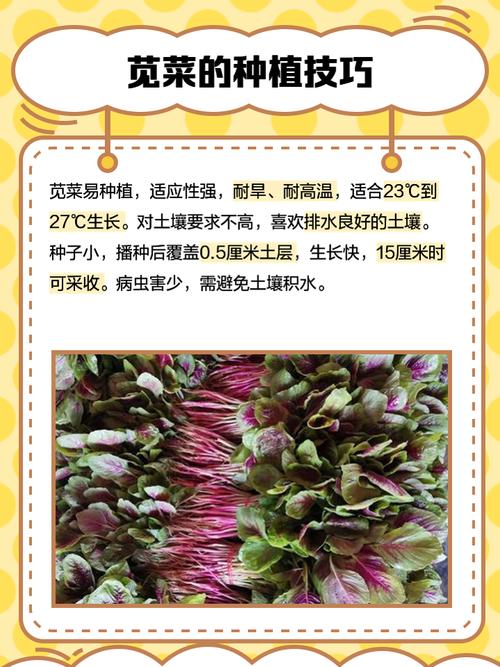 白苋菜何时种？怎么种才高产？-第1张图片-宁夏农业信息网