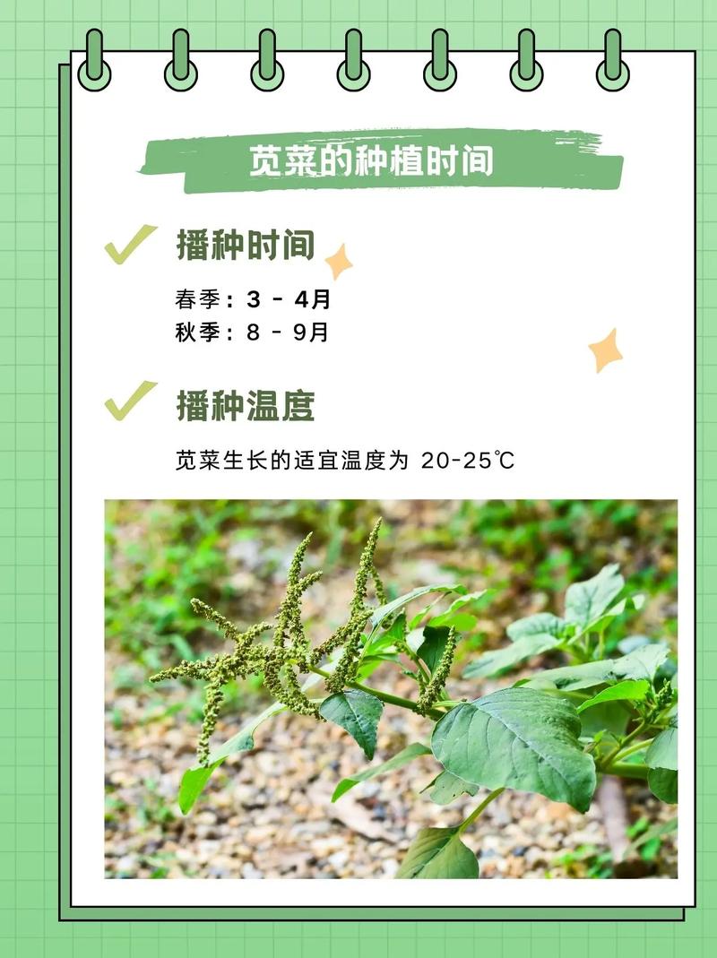 白苋菜何时种？怎么种才高产？-第2张图片-宁夏农业信息网