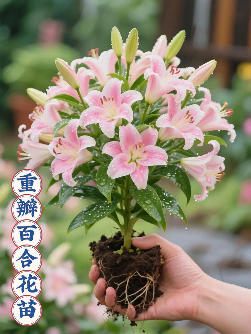 香水百合哪个品种颜值最高？-第2张图片-宁夏农业信息网