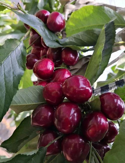 南方能种哪些樱桃品种？-第2张图片-宁夏农业信息网