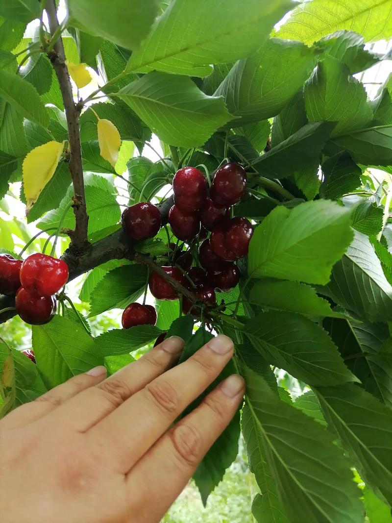 南方能种哪些樱桃品种？-第3张图片-宁夏农业信息网