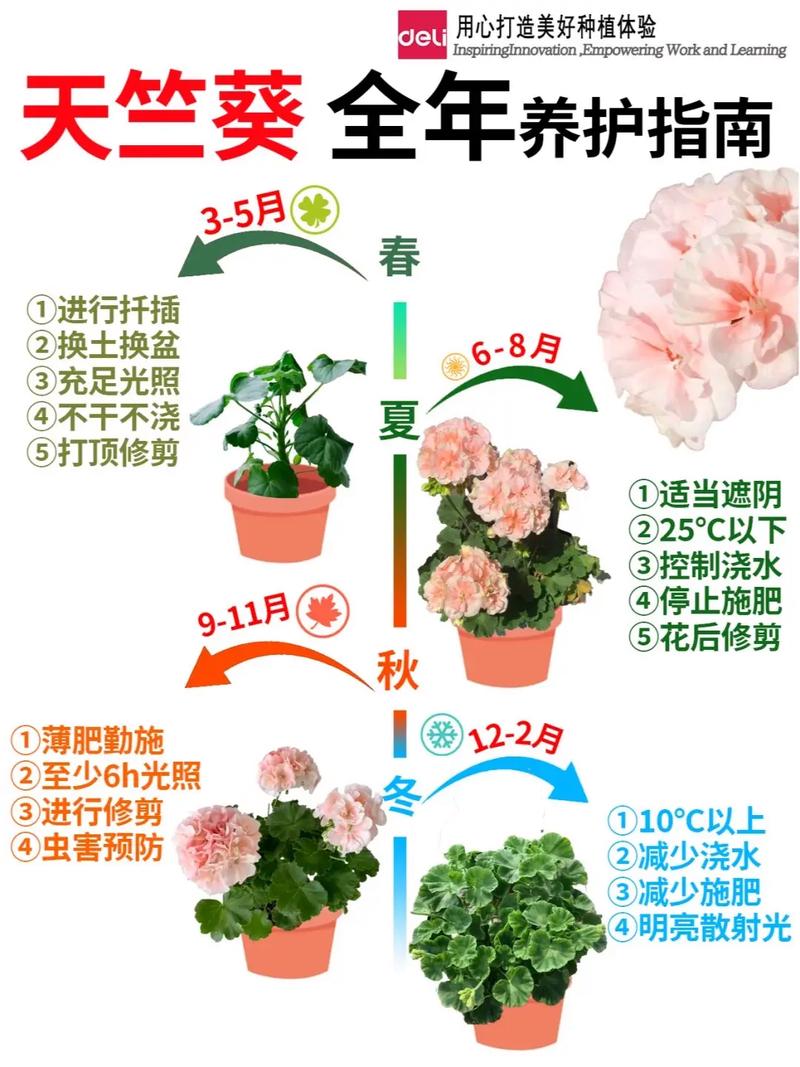 夏花如何提高成活率？-第2张图片-宁夏农业信息网