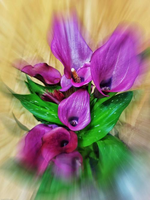 紫色马蹄莲怎么养才好？-第1张图片-宁夏农业信息网