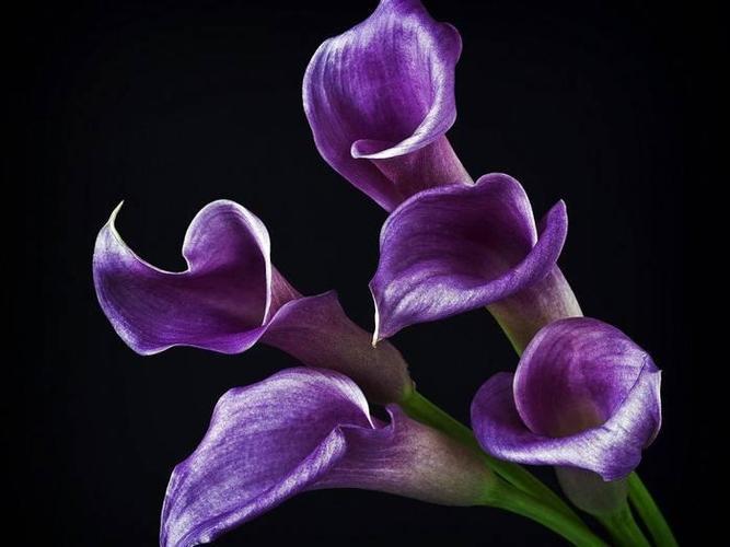 紫色马蹄莲怎么养才好？-第2张图片-宁夏农业信息网