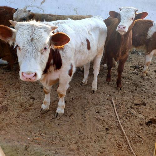 西门达尔牛有何核心品种特征？-第3张图片-宁夏农业信息网