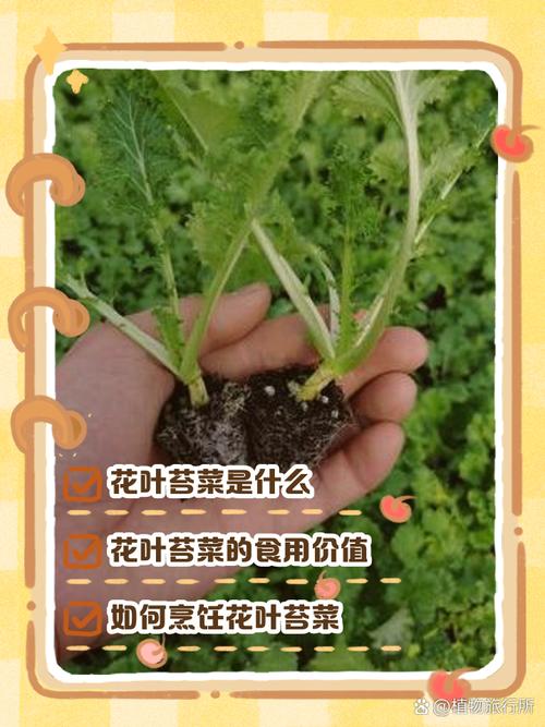 苔菜怎么种？步骤有哪些？-第1张图片-宁夏农业信息网